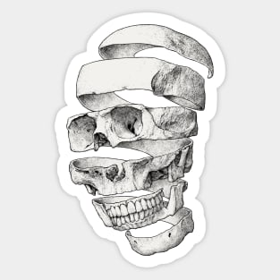 Peeled Skull Sticker